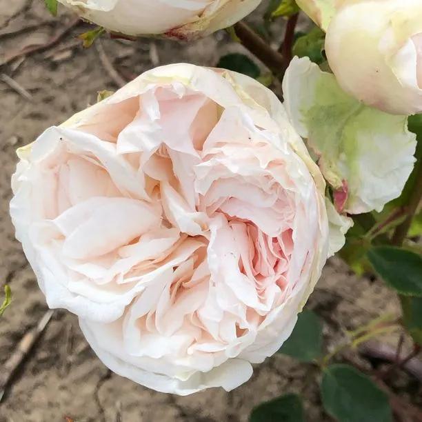 Souvenir de la Malmaison Rose (Rosa Souvenir de la Malmaison) 1